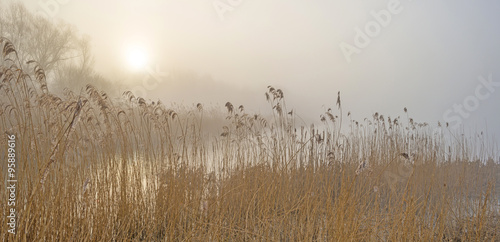Shore of a foggy lake at dawn in winter © Naj