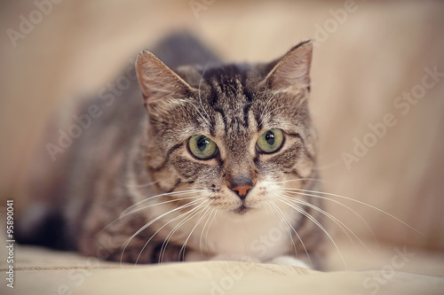 Gray striped cat with green eyes. © Azaliya (Elya Vatel)