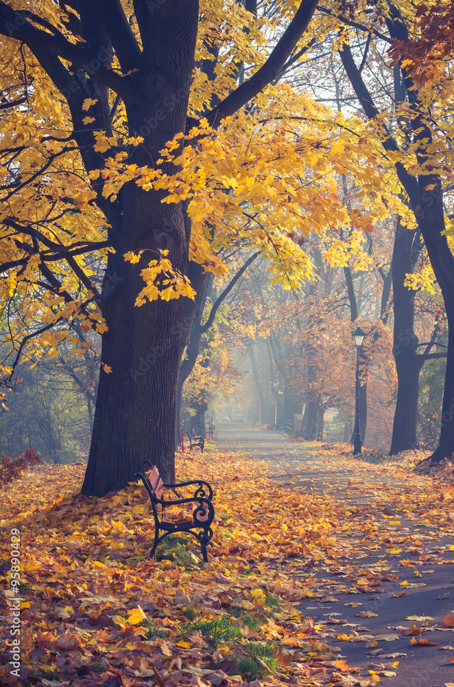 Colorful tree alley in the autumn park with a single bench on a sunny day in Krakow, Poland,