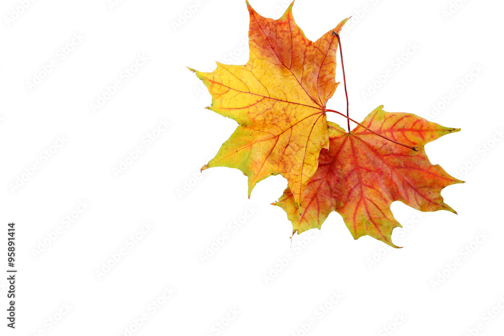 Obraz premium Autumn leafs isolated on a white