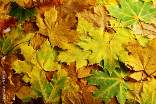 Autumn leaves background  close up