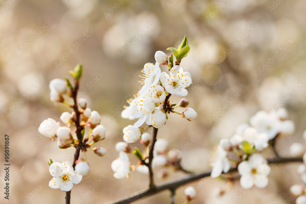 Obraz premium spring garden