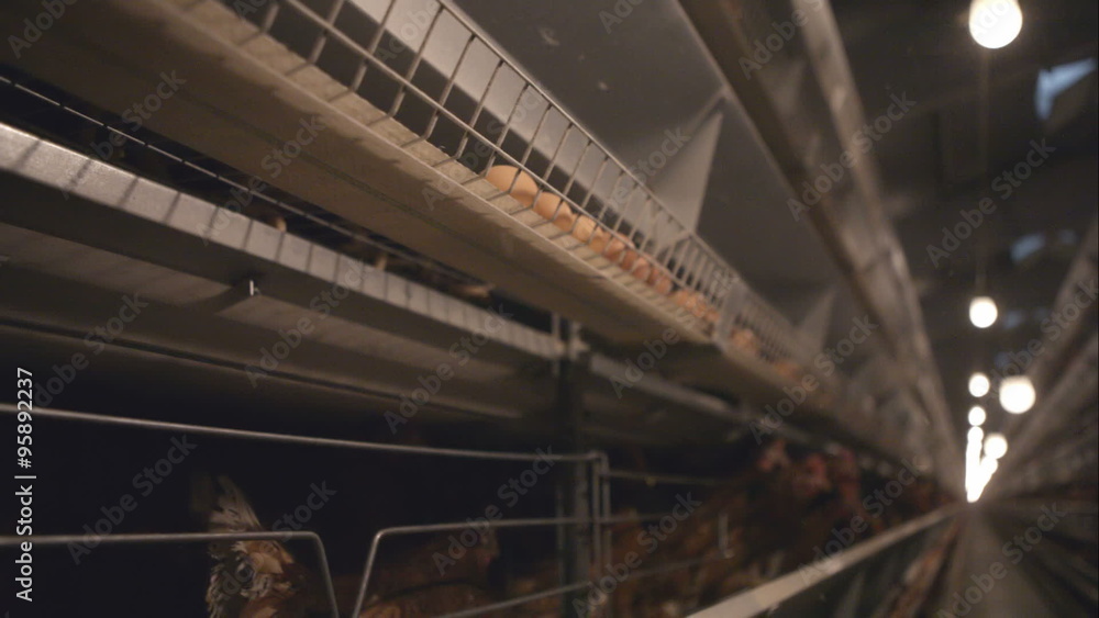 Eggs chicken farm Eggs chicken farm