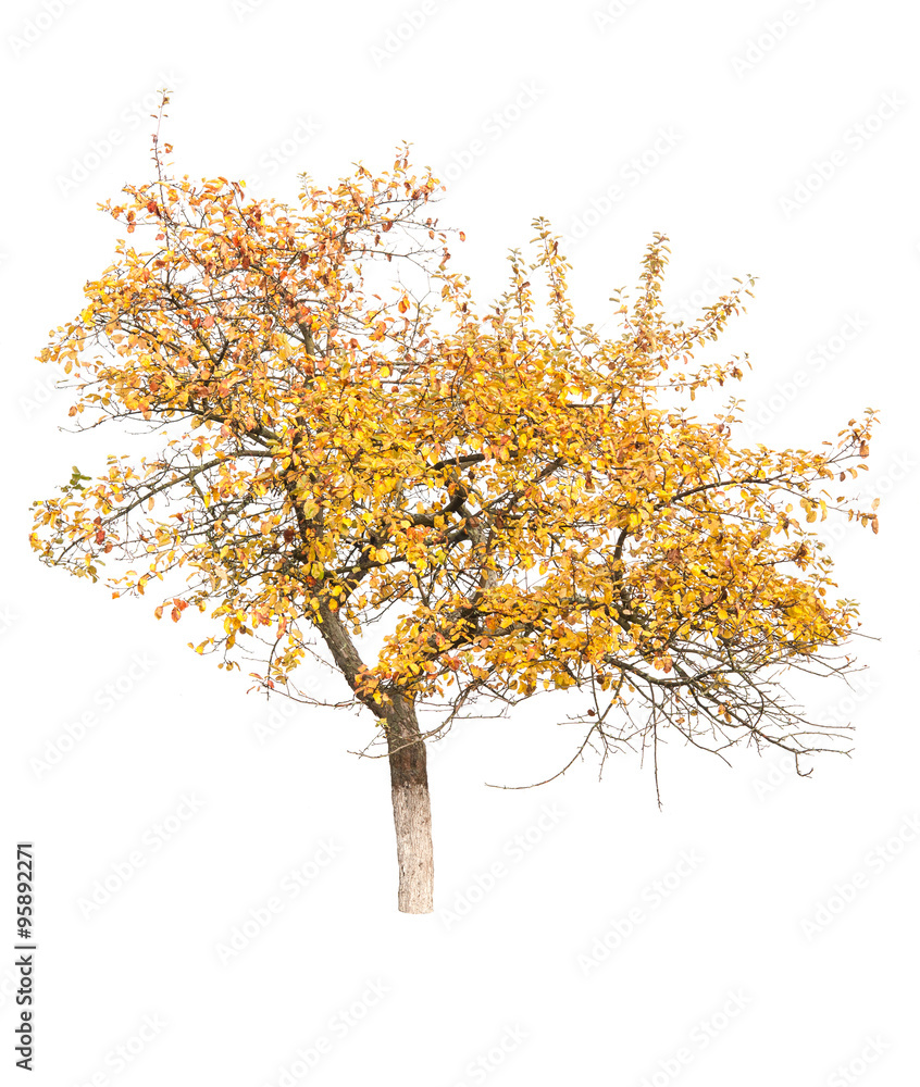 Fototapeta premium autumn apple