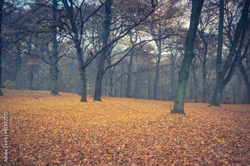 Autumn forest in the fog  ground covered with brown fallen leaves