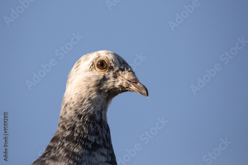 portrait of domestic pigeons