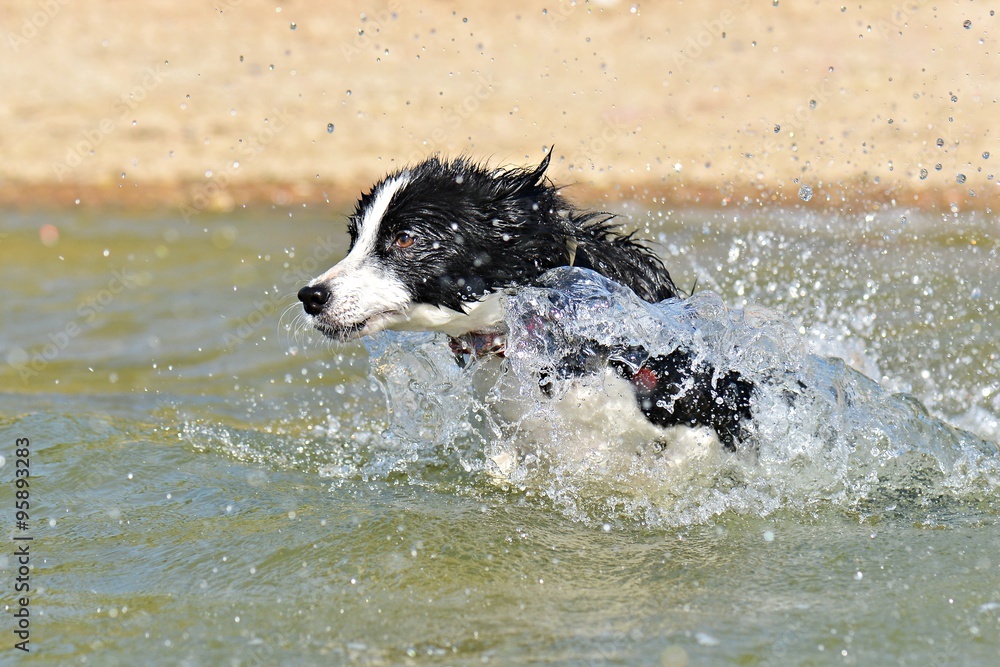 Wet border collie jumping off dock into water