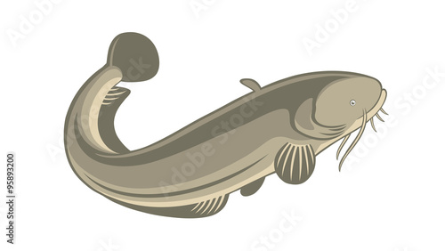  fish catfish