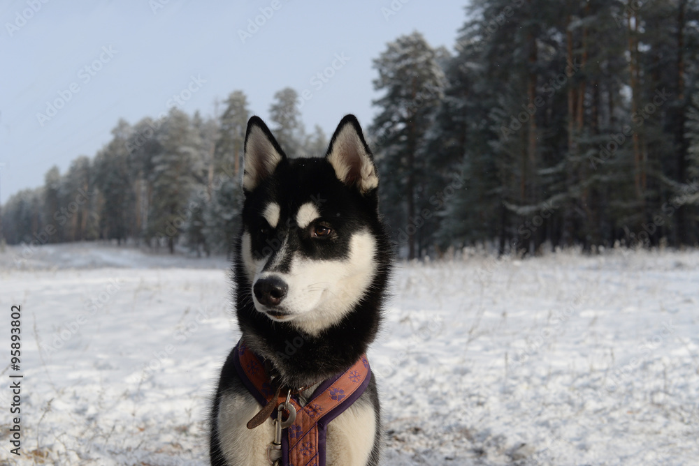 Naklejka premium Black husky against the black forest