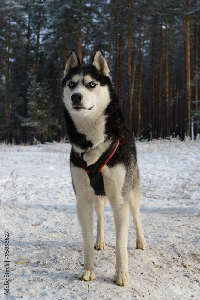 
stern gaze of the dog breed Siberian Husky