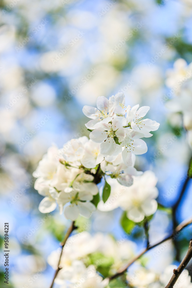 spring tree