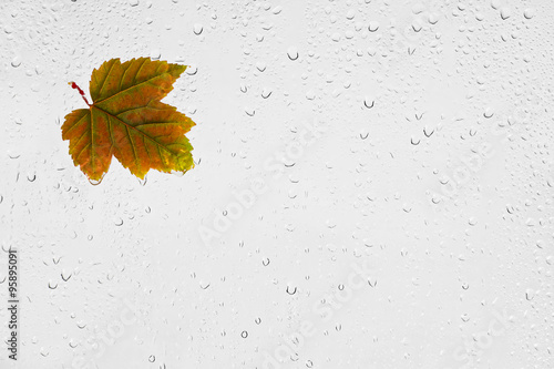 Kolorowy jesienny liść klonu i krople deszczu na oknie.
Kolorowy podświetlony mokry jesienny liść przyklejony kroplami wody do okna na szarym tle.