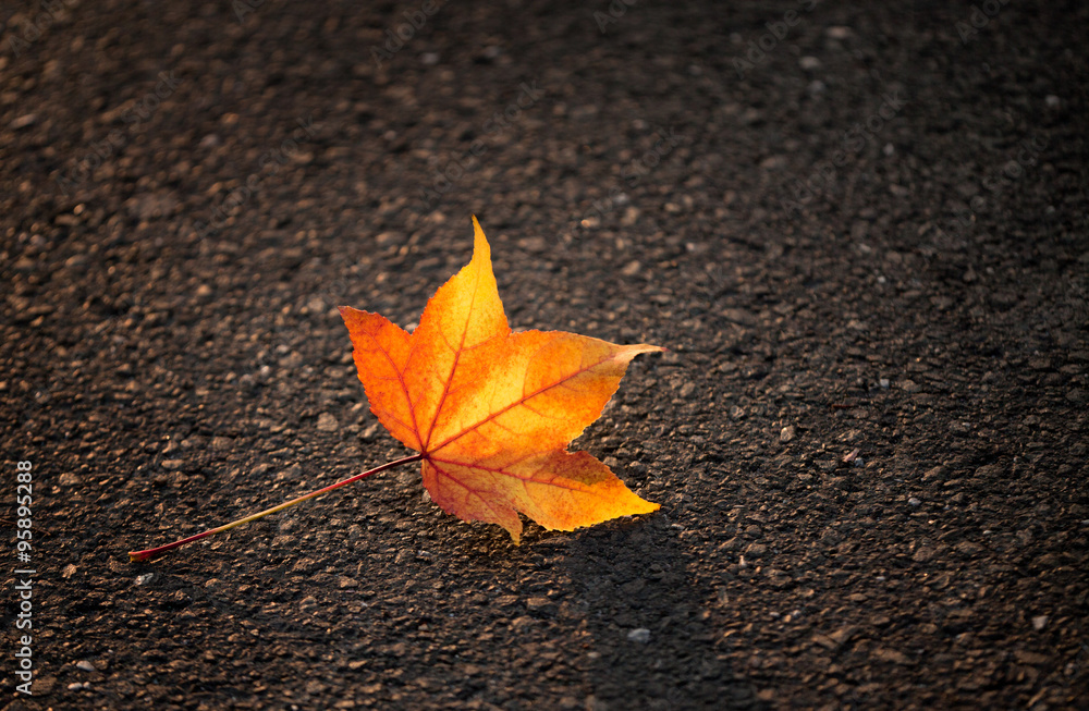 Yellow Leaf Lies on the Pavement Yellow Leaf Lies on the Pavement