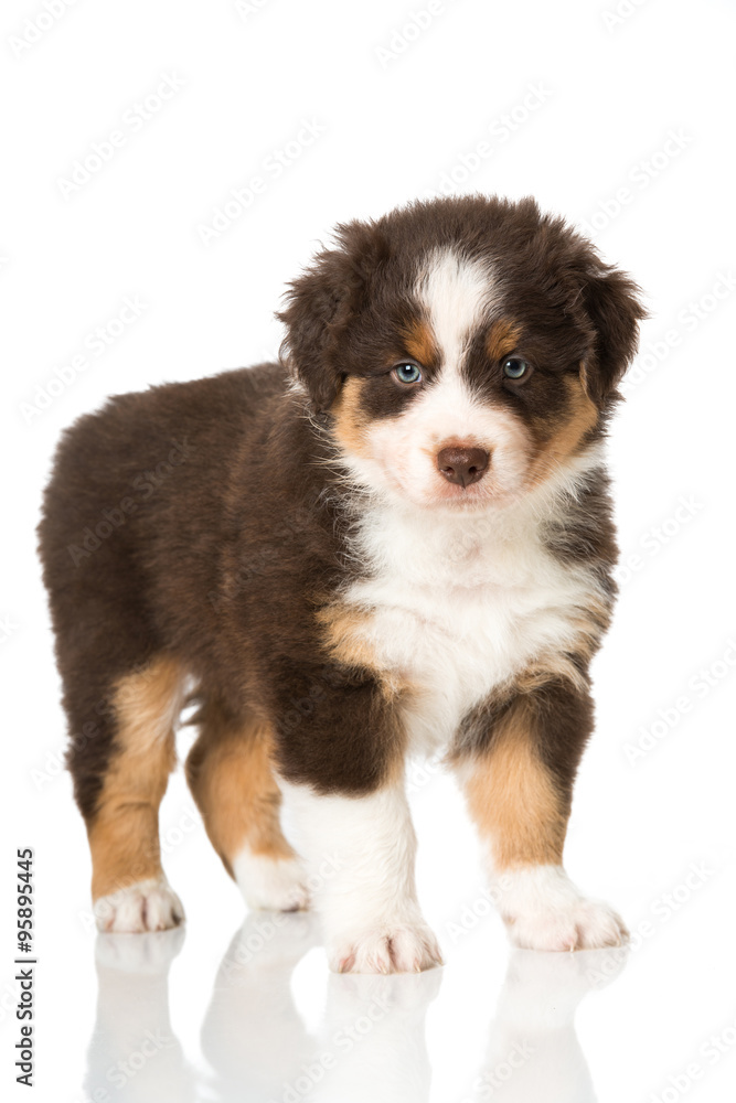 Fototapeta premium Australian Shepherd Welpe