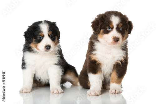 Australian Shepherd Welpen