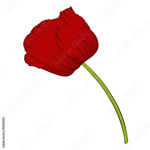 Fototapeta Naklejka Na Ścianę i Meble -  beautiful red poppy in a hand-drawn graphic style in vintage colors isolated on background.