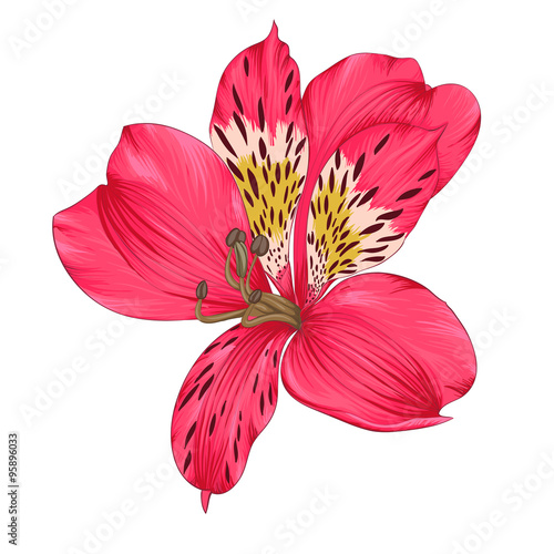 Fototapeta Naklejka Na Ścianę i Meble -  Beautiful bright pink alstroemeria with watercolor effect isolated on white background