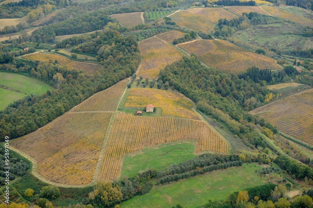 Naklejka premium Tuscany's vineyards