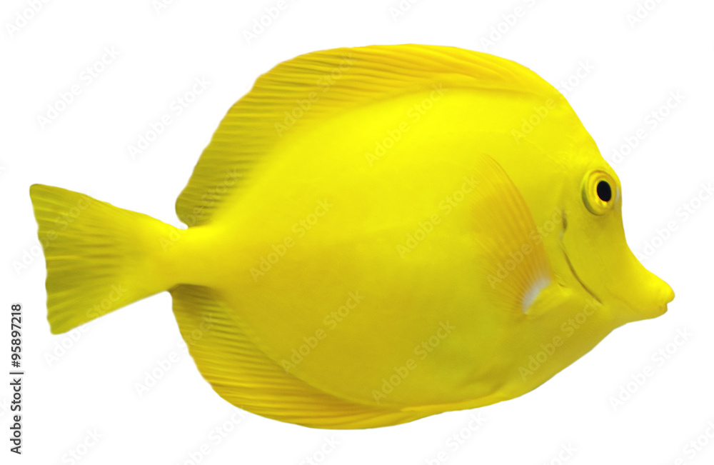 Exotic fish isolated on white Exotic fish isolated on white