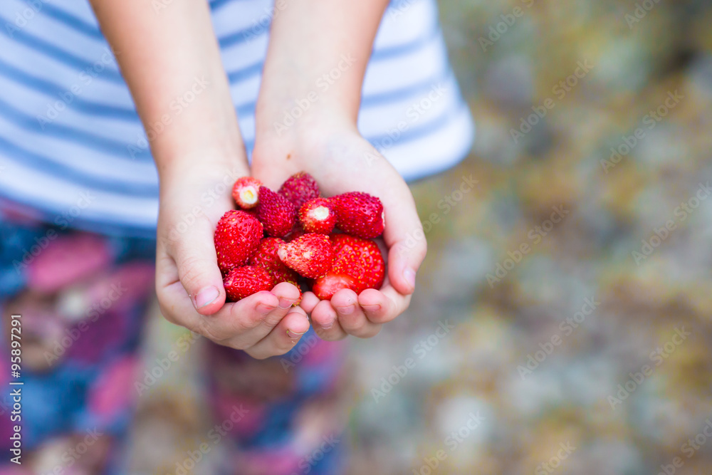Fresh strawberries in the hands Fresh strawberries in the hands