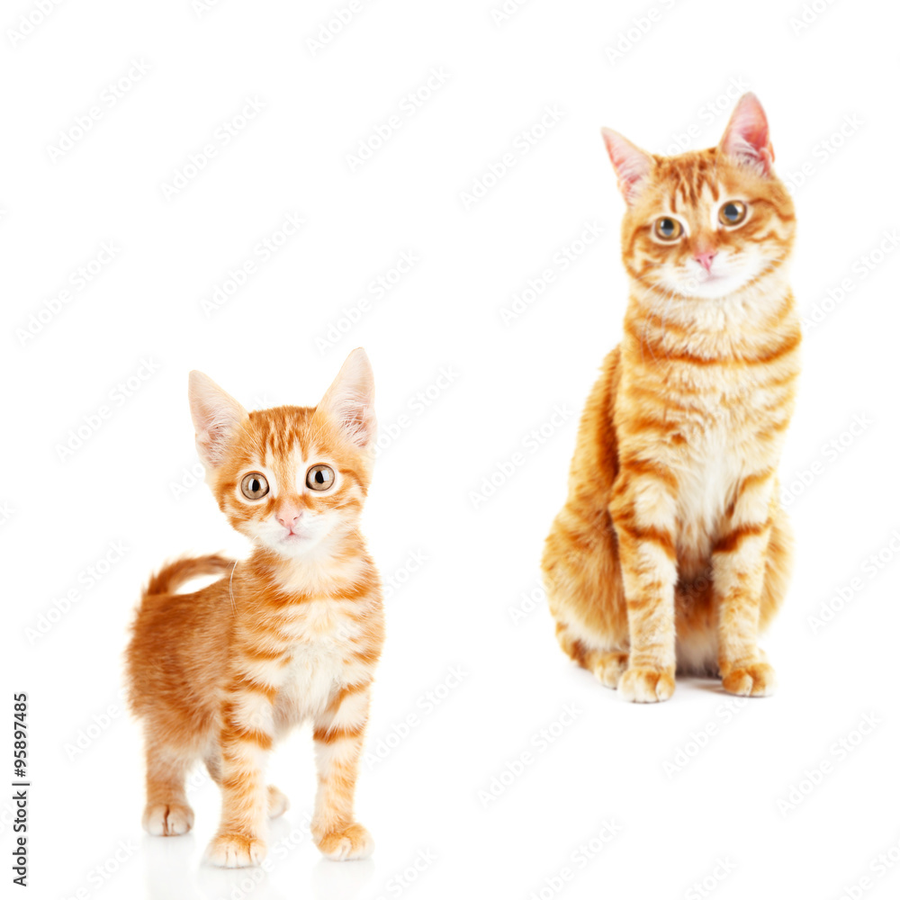 Cure red cats isolated on white Cure red cats isolated on white