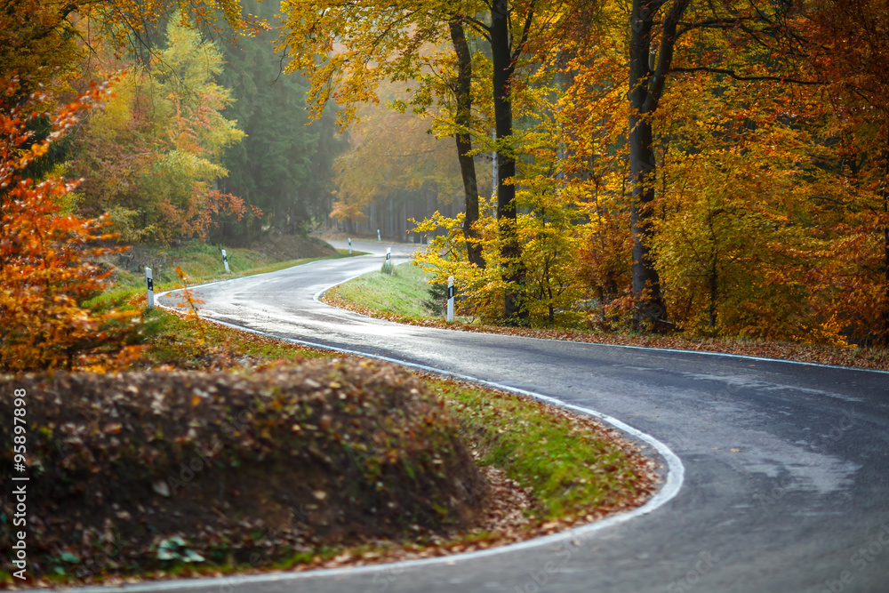 Fototapeta premium Autumn Forest