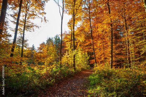 Autumn Forest © S.T.A.R.S