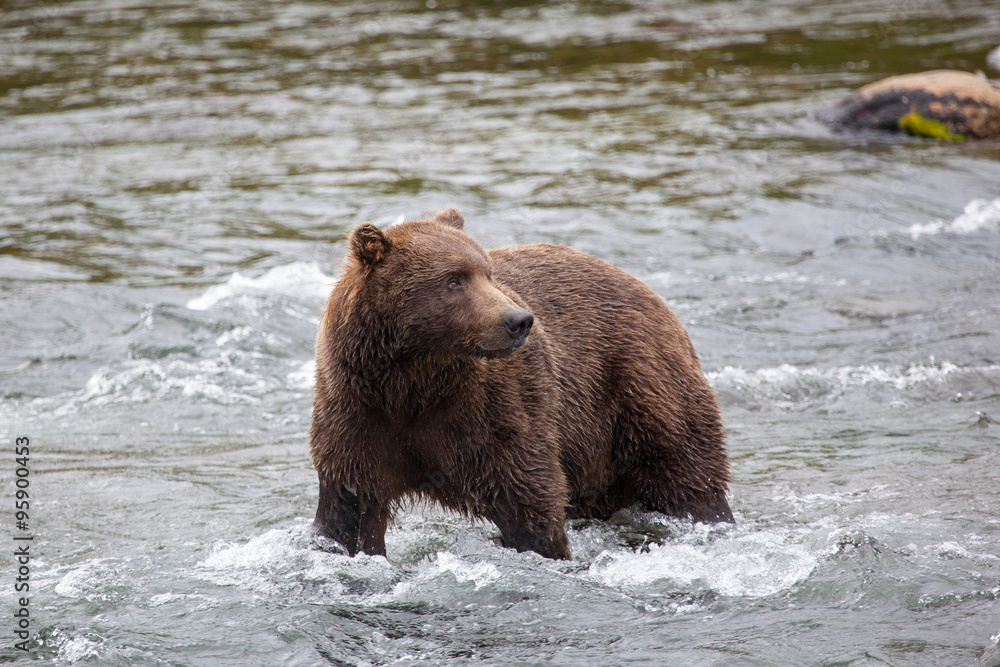 Brown bear (Ursus arctos horribilis) in the water at Brooks Falls in Katmai National Park, Alaska Brown bear (Ursus arctos horribilis) in the water at Brooks Falls in Katmai National Park, Alaska