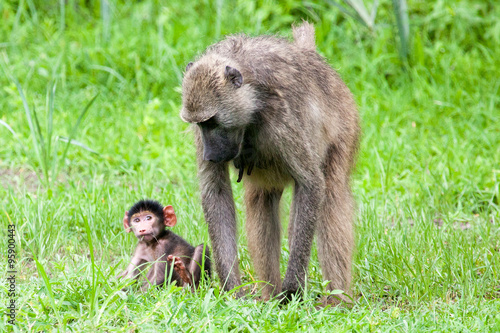 Baby baboon with its mother, Mosi-oa Tunya Nation Park, Zambia, Africa  photo