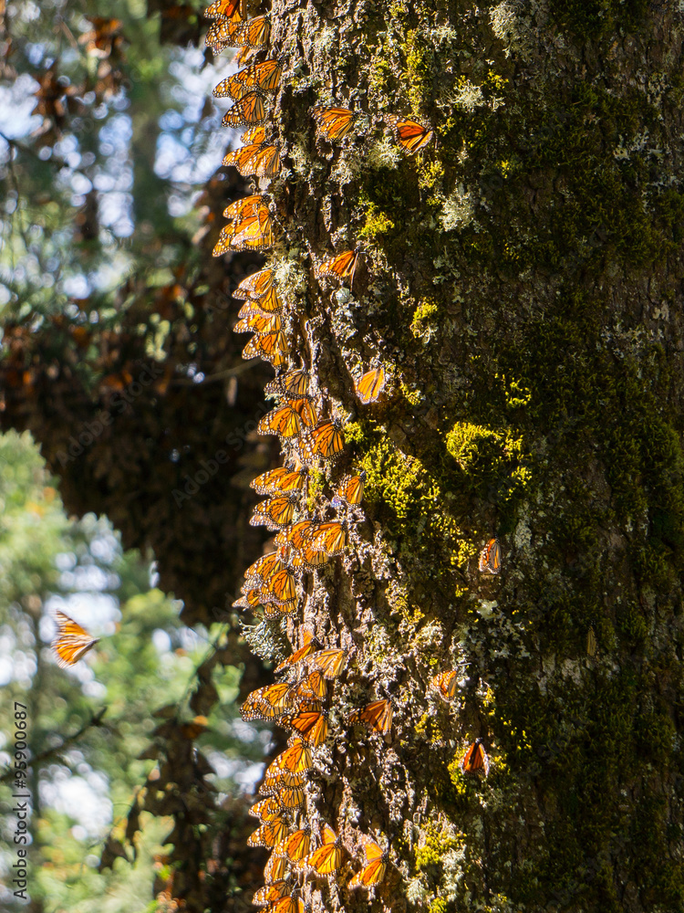 Fototapeta premium Monarch Butterflies on tree trunk in Michoacan, Mexico
