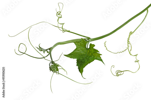 Luffa Loofah Leaf