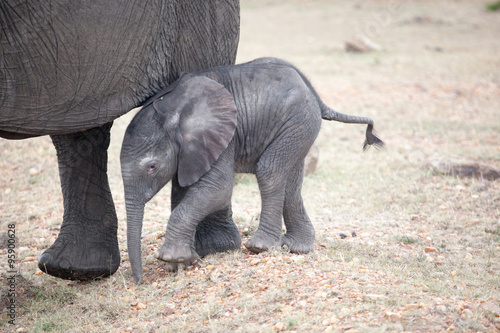 Two baby African elephants with mother  Masai Mara  Kenya  