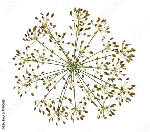 Dried Dill Flower Seed