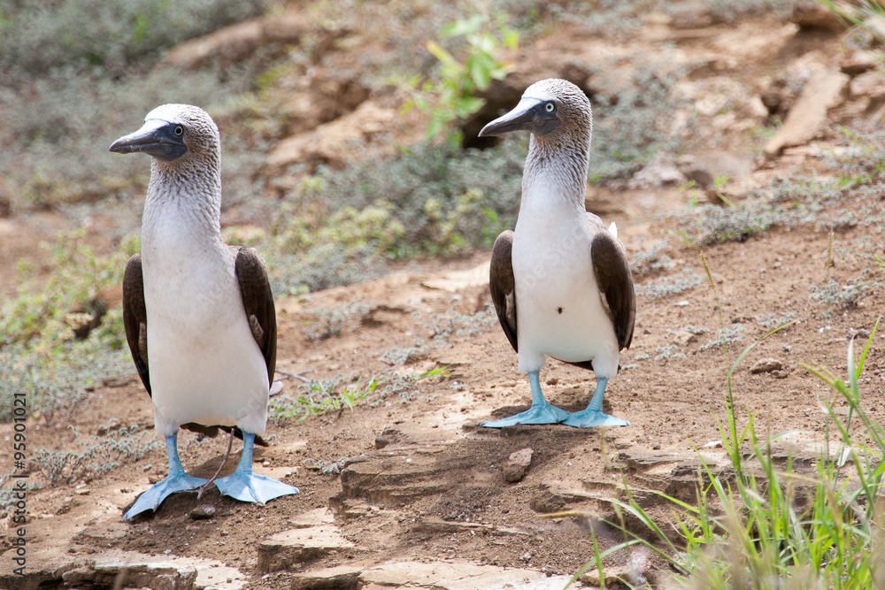 Obraz premium Pair of blue footed boobies performing mating dance, Galapagos Islands, Ecuador