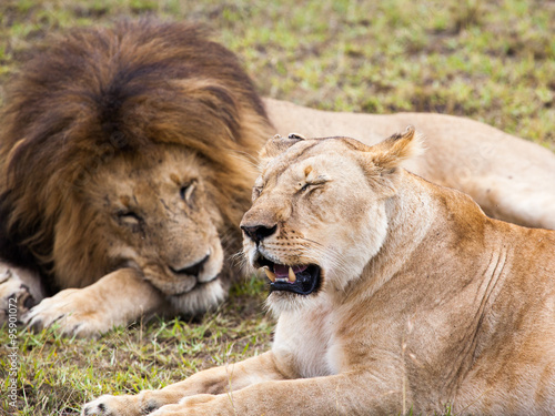 Male and female lion pair sleeping on green grass, Masai Mara Reserve, Kenya, Africa