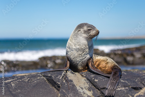 South American Fur Seal (Arctocephalus Australis) resting on roc photo