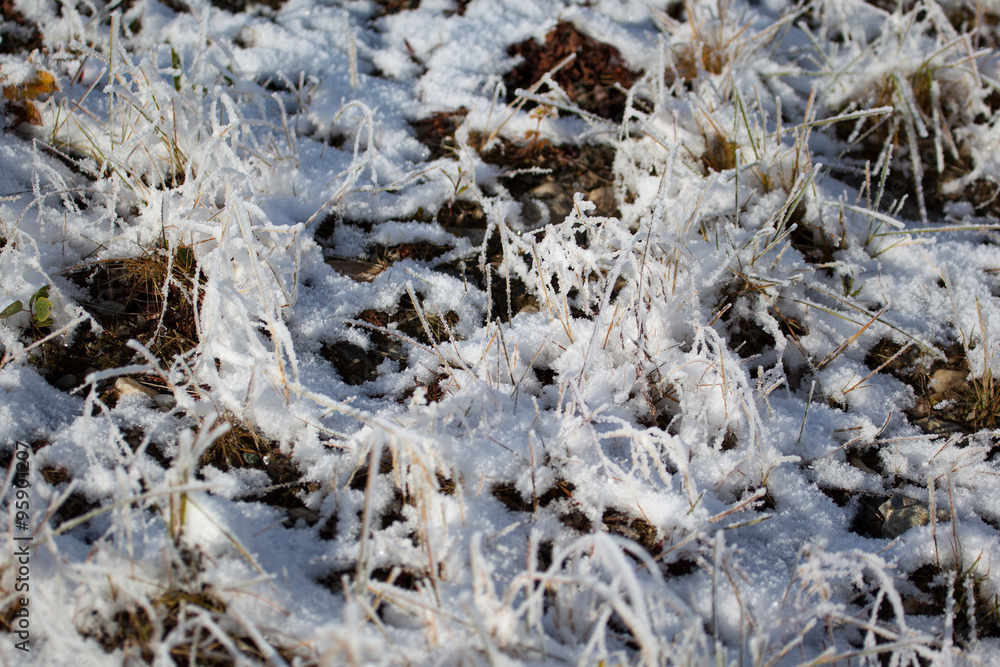 Grass covered with snow Grass covered with snow