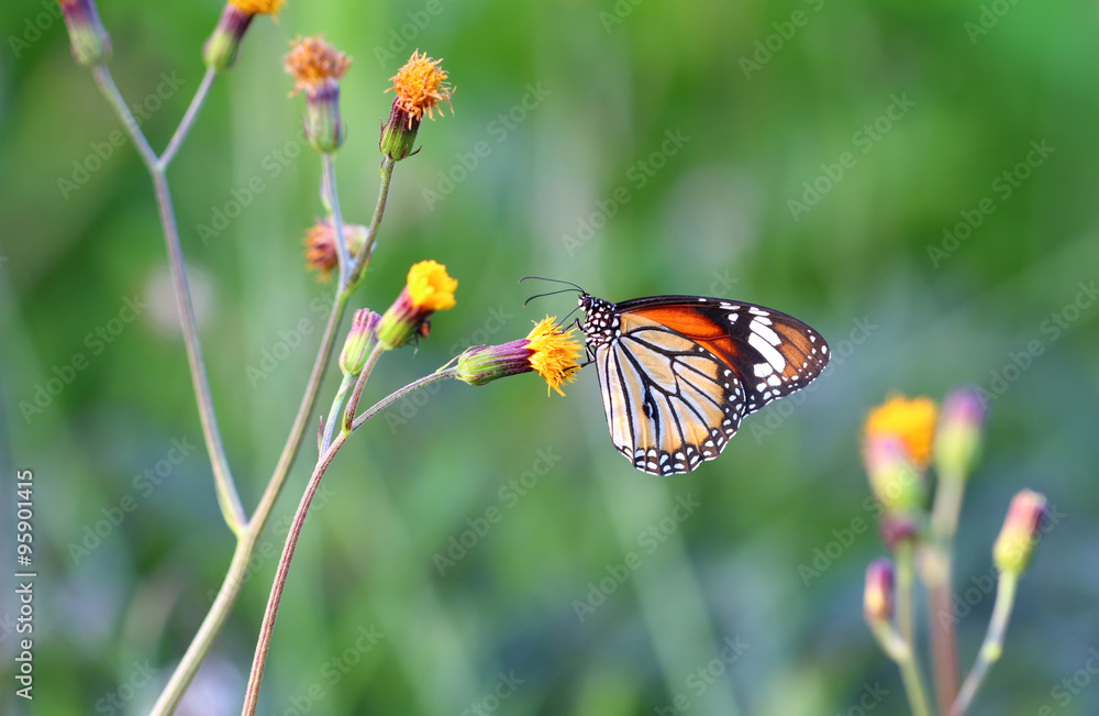 Naklejka premium Monarch Butterfly with reed of grass and green environment background