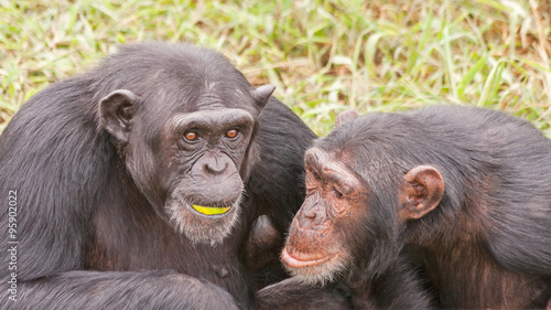Two adult chimpanzees seating nip and tuck. Ngamba island chimpanzee sanctuary, Uganda. 
