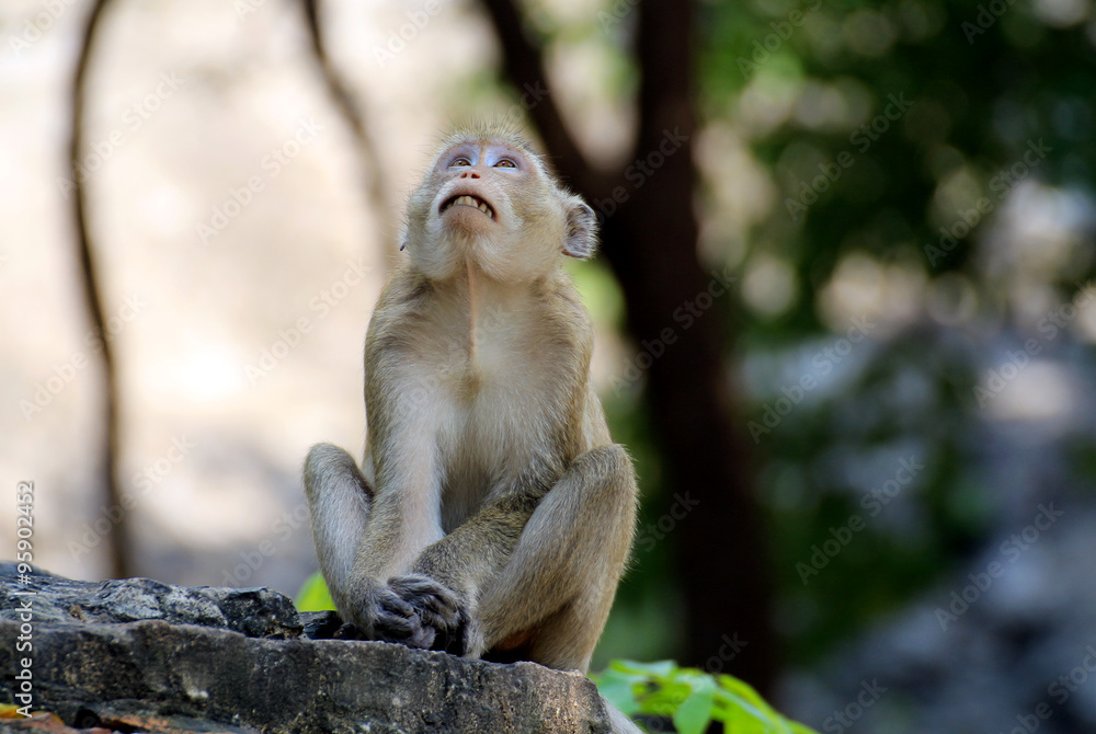 Fototapeta premium Monkeys/ wildlife of monkey in emotion