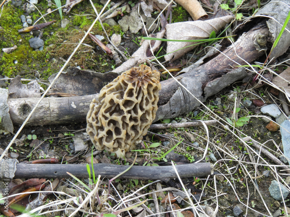 Morel mushroom among the dry twigs and moss