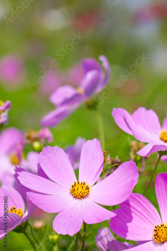 Cosmos Flowers. (Scientific Name : Cosmos bipinnatus)