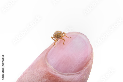 Small brown insect sitting on the finger on a white background