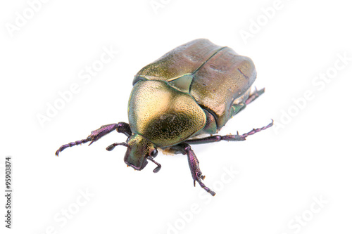Big bronze bug on a white background