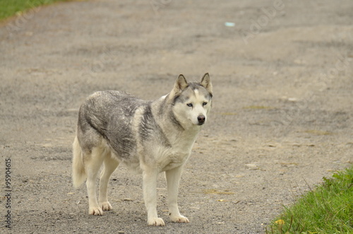 Quadro su tela Pies - mieszaniec husky i kundelka