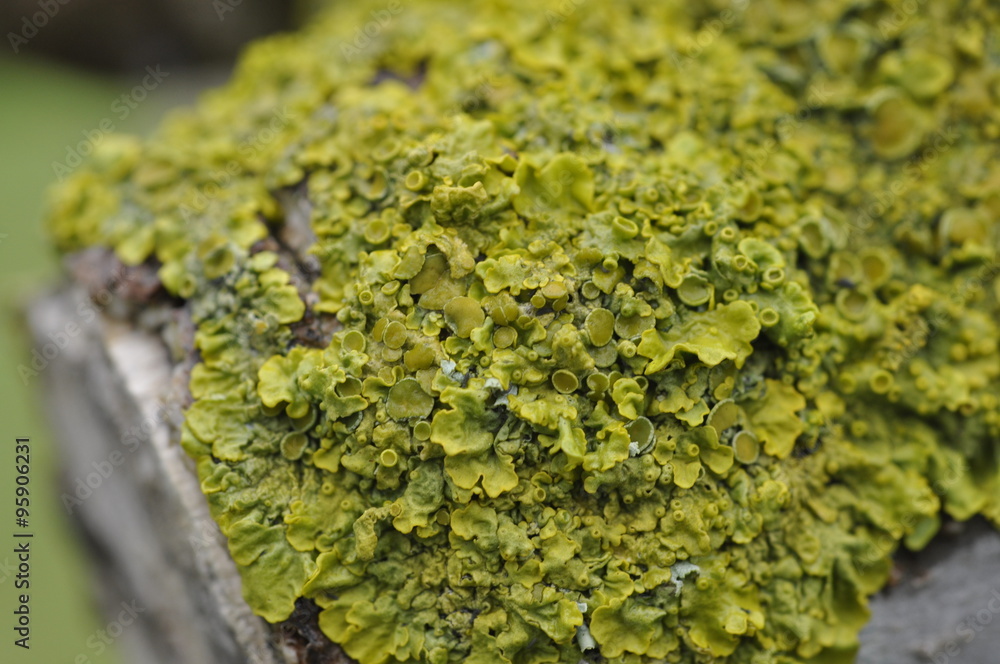 Obraz premium Lichen close up (Xanthoria spp.) A close up of a green-yellow lichen