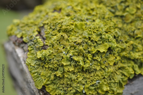 Lichen close up (Xanthoria spp.) A close up of a green-yellow lichen