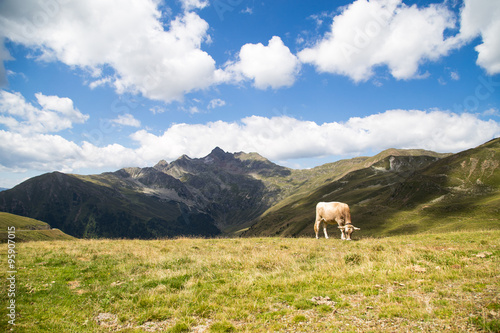 Cow in mountain pasture