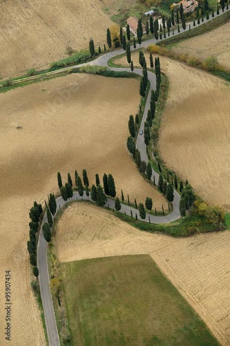 Cypresses