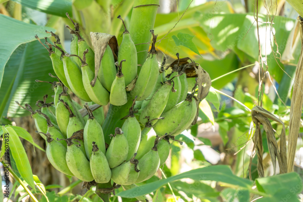 Fototapeta premium Green Unripe banana